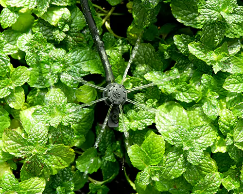 Irrigação por microaspersão: inaugurando uma nova era de irrigação eficiente e com economia de água