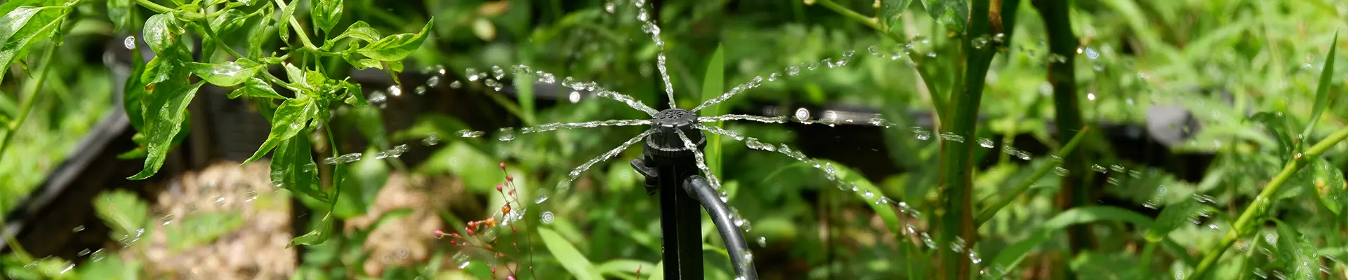 Irrigação por gotejamento