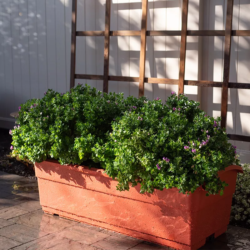 Plaina de rega automática 30L