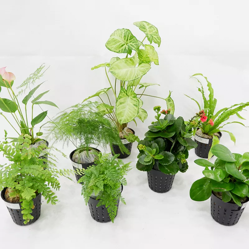 Material PP plantador interno de 3 polegadas